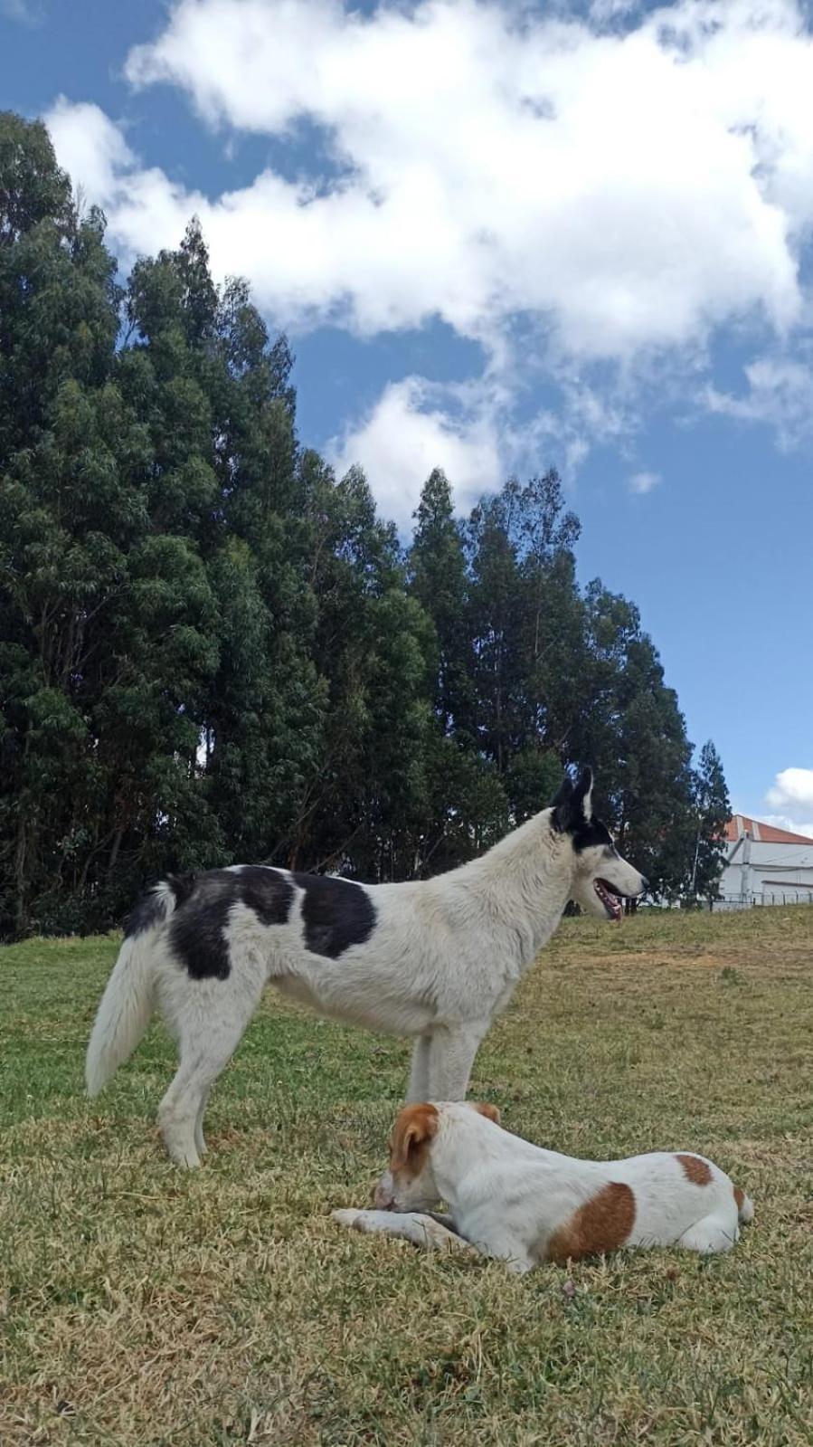 Camping Las Acacias Гуатавита Экстерьер фото